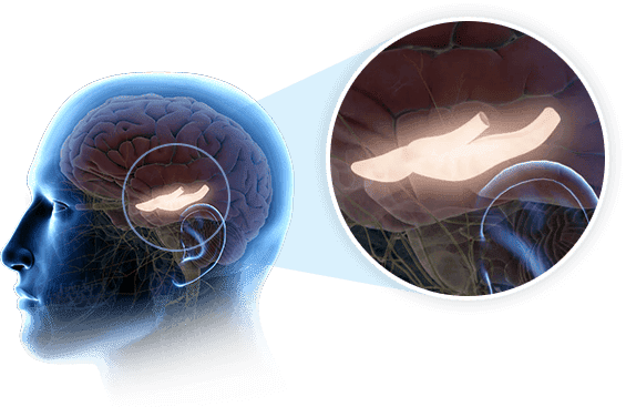 Neural connections
